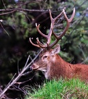 ANIMAUX
