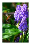BOMBYLE 