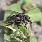 INSECTES