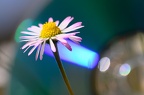 Marguerite flou créatif