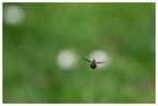 Bombyle