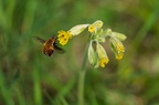 Bombyle