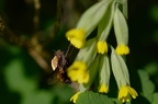 Bombyle