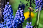 Bombyle