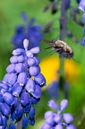 Bombyle
