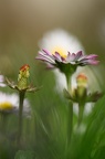 Marguerite....