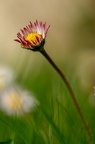 Marguerite...