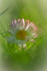 Marguerite.