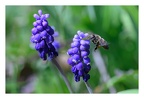 Bombyle