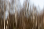ICM