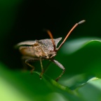 Gonocerus acuteangulatus