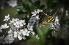 Papillon Tircis
