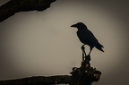 CORBEAU