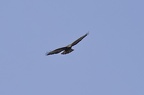 Buse variable