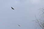 Buse variable