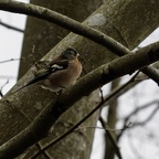 Pinson des arbres