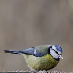 Mésange Bleue