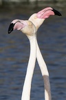 Flamand rose