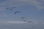 Flamand rose