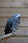 Gris du Gabon