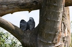 Gris du Gabon