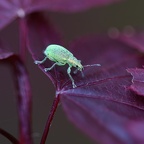 Polydrusus