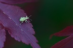 Polydrusus