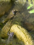Grenouille rousse