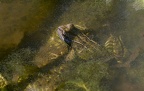 Grenouille rousse