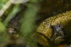 Grenouille rousse