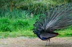 Paon