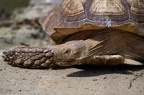 TORTUE
