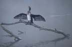 Grand Cormoran
