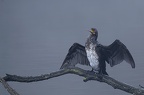 Grand Cormoran