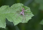 ARAIGNEE (Pisaura Mirabilis)
