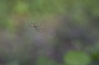 ARAIGNEE LEUCAUGE
