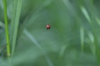 Araignée (Araneus)