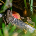 Grenouille rousse