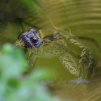 Grenouille rousse