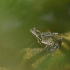 Grenouille rousse
