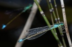 Libellule Agrion