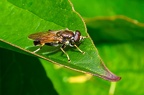 Xylota Segnis