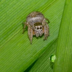 Araignée Evarcha