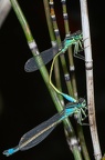 Libellule Agrion