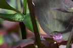 GOUTTE EAU