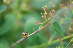 Chrysotoxum Cautum