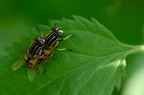 Helophilus Pendulus