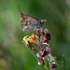 Carcharodus Alceae