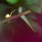 Araignée Crabe