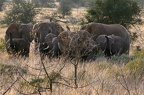 Eléphant Afrique Kenya